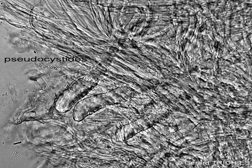 ForseSteccherinum straminellum-f3409(Steccherinum ochraceum)